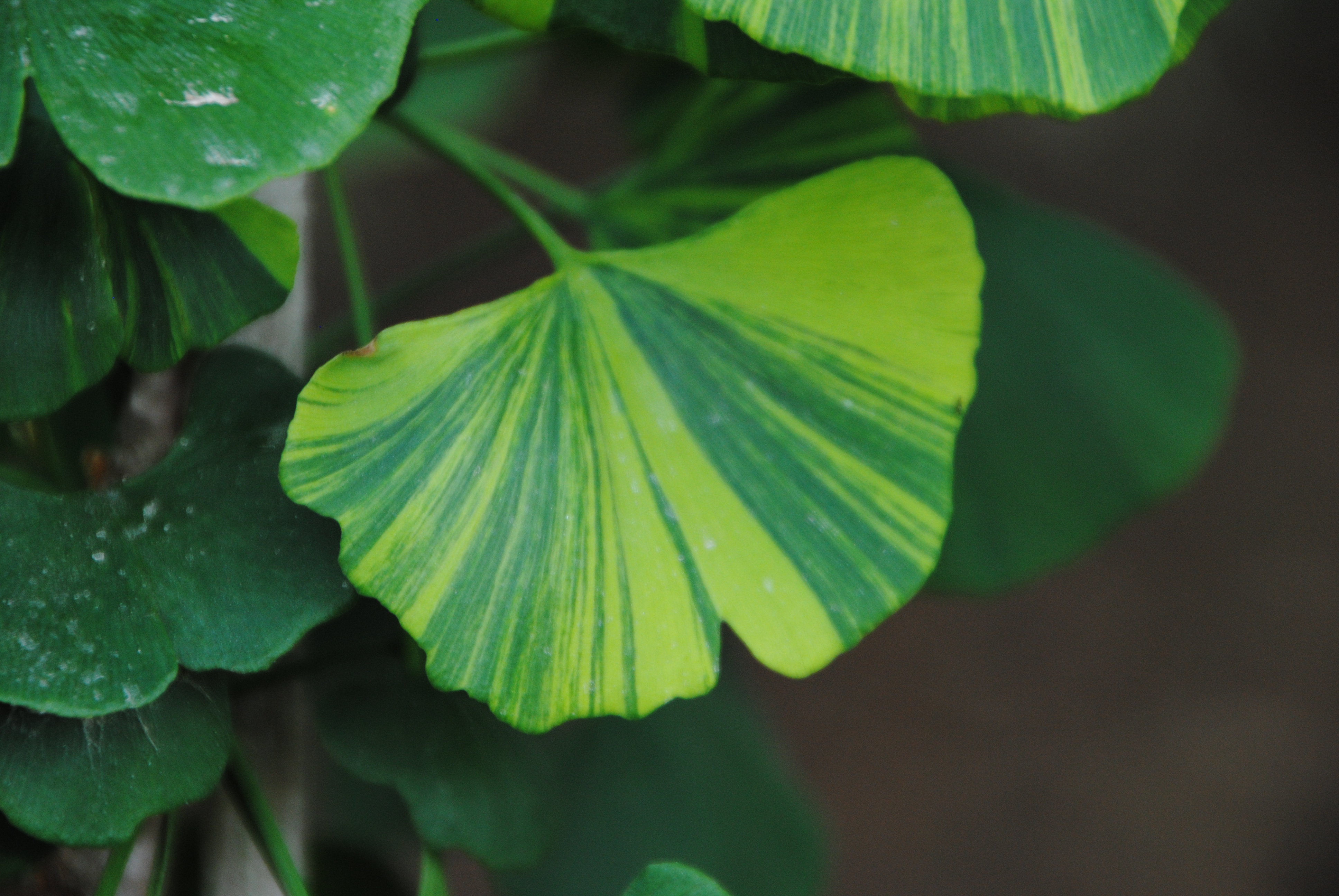 This variegated ginkgo was found as a sport of the dwarf selection R...