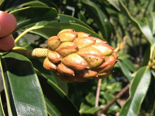 The seedpod is looking good on this Magnolia lotungensis x M. yuyuanensis cross.