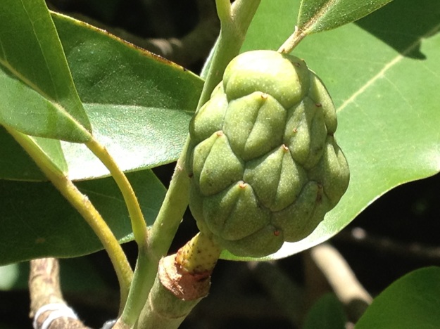 Magnolia virginiana (Louisiana form) x M. lotungensis is looking like it may produce seed.