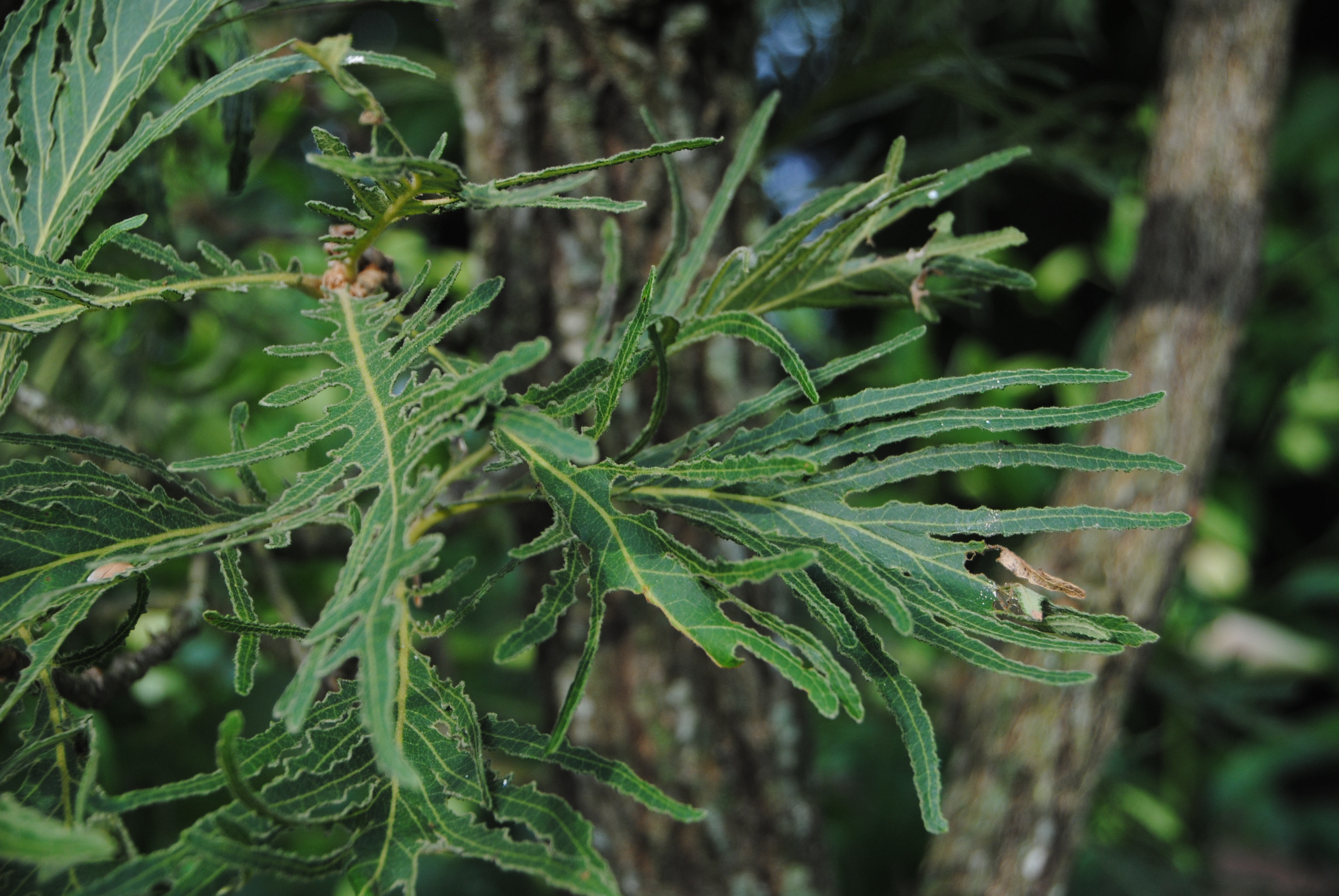 PHOTO: Quercus dentata 'Pinnatifida'.