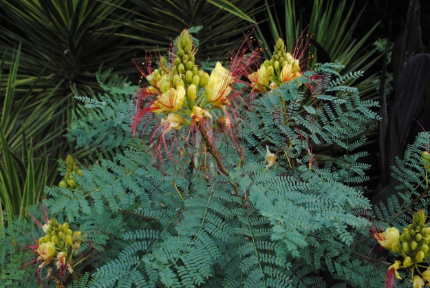 Caesalpinia gilliesii is a marginally hardy tropical looking shrub.