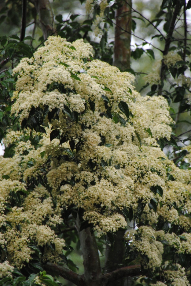 Large clusters of creamy white flowers appear in spring.
