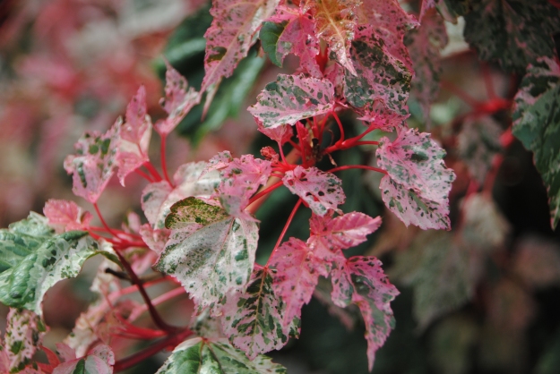Can't beat the color on this maple at Junker's Acer xconspicuum 'Red Flamingo'.