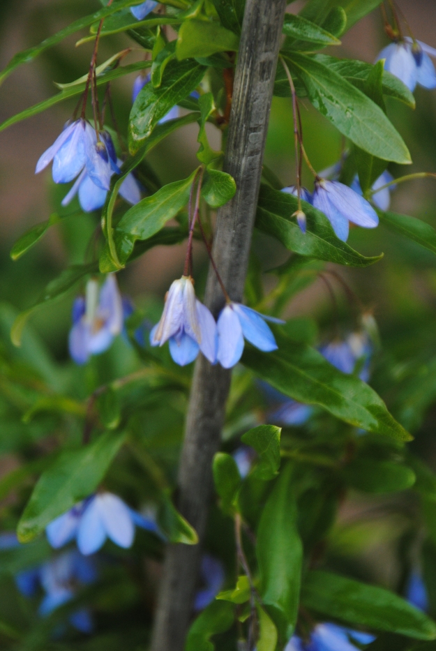 Bluebell creeper, Sollya heterophylla, is a fairly tender plant from Australia that Nick grows.