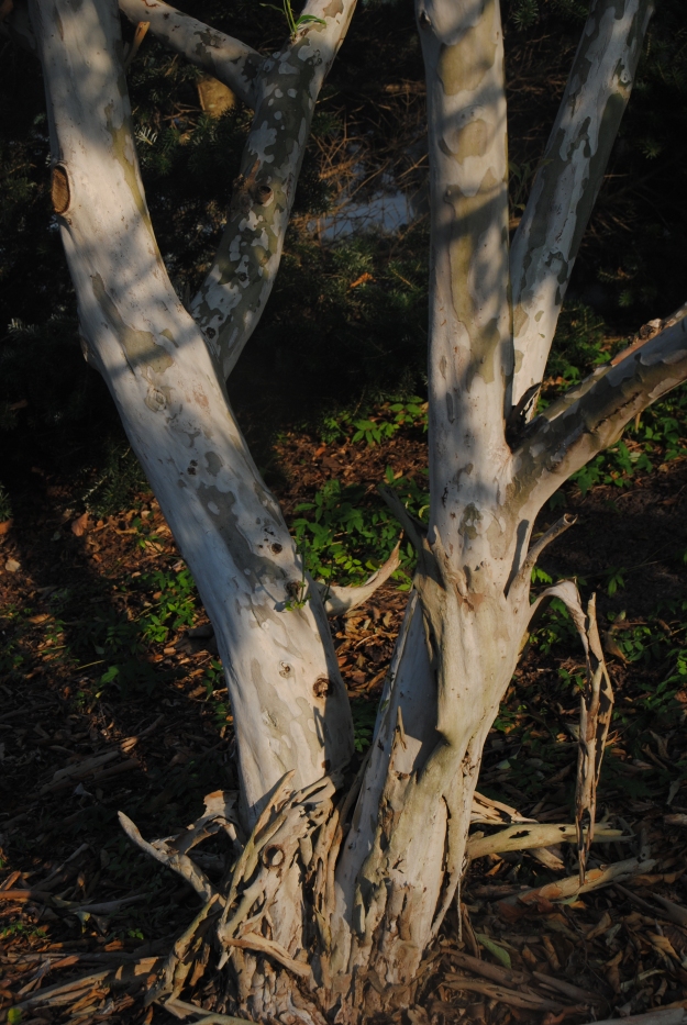 The peeling bark on the JCRA's tree.