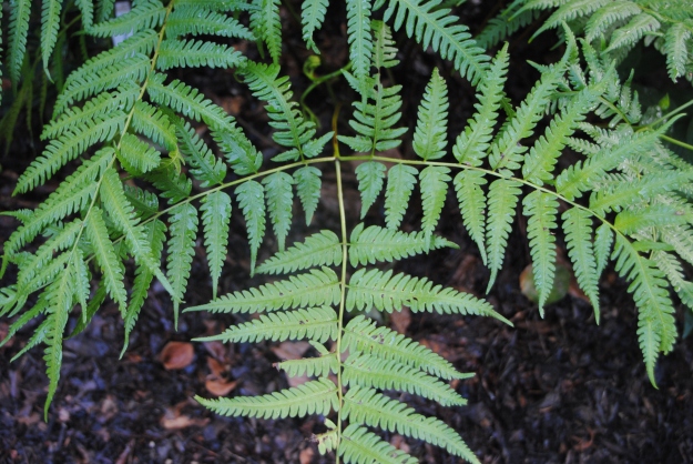The branched frond of Pteris wallichiana 'Hualien Giant'