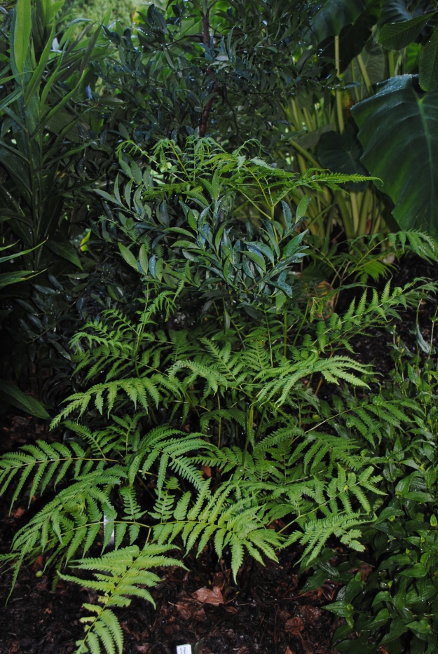 The branched fronds of 'Hualien Giant' starting to grow through a blue foliaged Nageia nagi in Asian Valley.