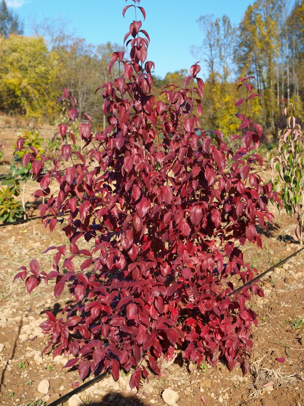 The outstanding fall and winter color of Little Ruby dogwood. (photo T. Ranney)