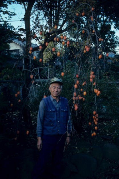 Weeping Asian persimmon (Diospyros kaki 'Shibamichi Weeping' from the garden of famed Japanese nurseryman, Akira Shibamichi.