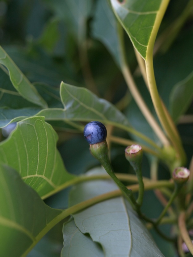 The blue fruit of Sassafras tzumu.