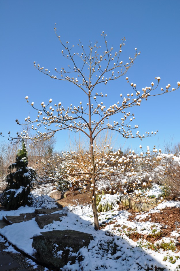A snowfall highlights the tiered, open habit of Chinese sassafras.